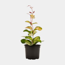 Hoya Australis Lisa 12cm Pot Plant