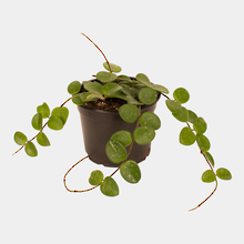 Hoya Mathilda 12cm Pot Plant