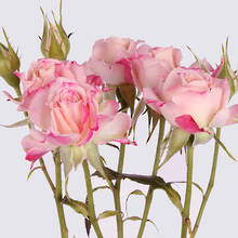 Jessica Spray Rose Plant
