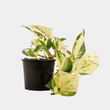 Manjula Pothos (Epipremnum aureum) 14cm Pot Plant