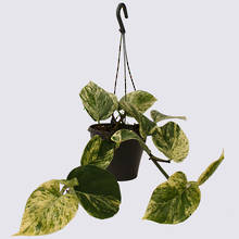 Marble Queen (Epipremnum aureum) 17cm Hanging Pot Plant