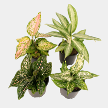 Aglaonema 12cm Pot Plant - Mixed Box