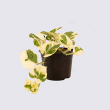 N'Joy Pothos (Epipremnum aureum) 14cm Pot Plant