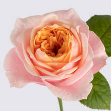 Northern Lights Garden Rose