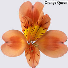 Orange Alstroemeria