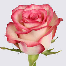 Paloma Rose Plant