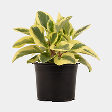 Peperomia Albo-Marginata 12cm Pot Plant