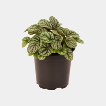 Peperomia Burbella 12cm Pot Plant