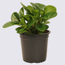 Peperomia Obtusifolia 14cm Pot Plant