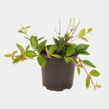 Peperomia Rocca Verde 12cm Pot Plant