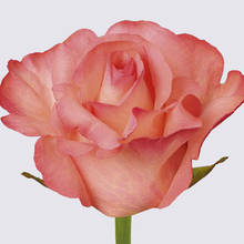 Petticoat! Rose Plant
