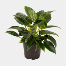 Philodendron Birkin - Low Variegation 12cm Pot Plant