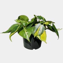 Philodendron Brasil 14cm Pot Plant