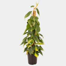 Philodendron Brasil 18cm Pot Plant with Coir Pole