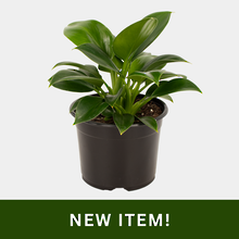 Philodendron Green Princess 14cm Pot Plant