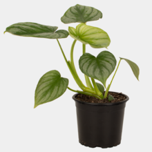 Philodendron Mamei 14cm Pot Plant