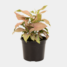 Syngonium Pink 12cm Pot Plant
