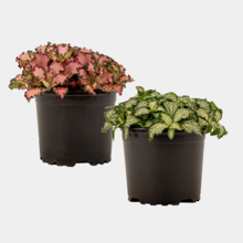 Fittonia 10cm Pot Plant - Mixed Box