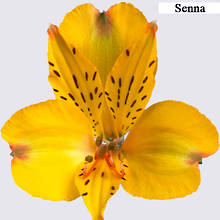 Yellow Alstroemeria