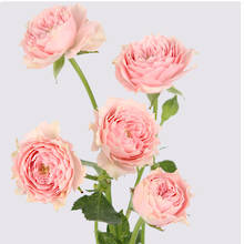 Sissi Mikado Rose Plant