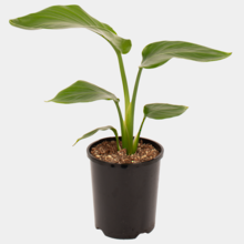 Strelitzia Nicolai 14cm Pot Plant