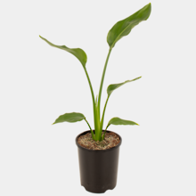 Strelitzia Reginae 14cm Pot Plant