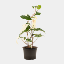 Syngonium Albo 12cm Pot Plant