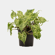 Syngonium Batik 12cm Pot Plant