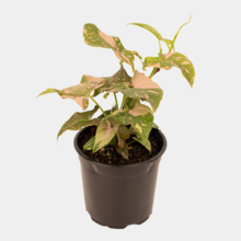 Syngonium Pink Splash 12cm Pot Plant