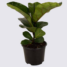 Ficus Bambino 14cm Pot Plant