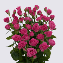 Lovely Lydia Spray Rose Plant