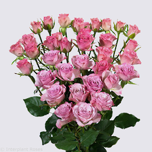 Rowena Spray Rose Plant