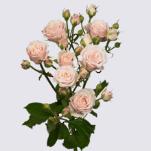 Sweet-4-Tune+ Spray Rose Plant