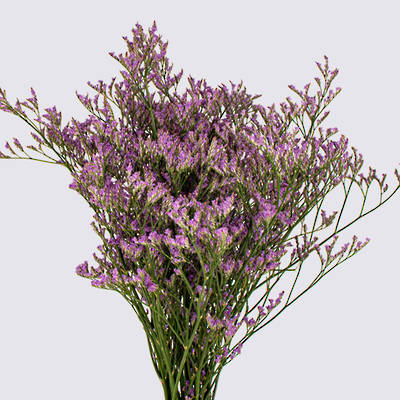 - Limonium grown by Van Lier Nurseries Ltd