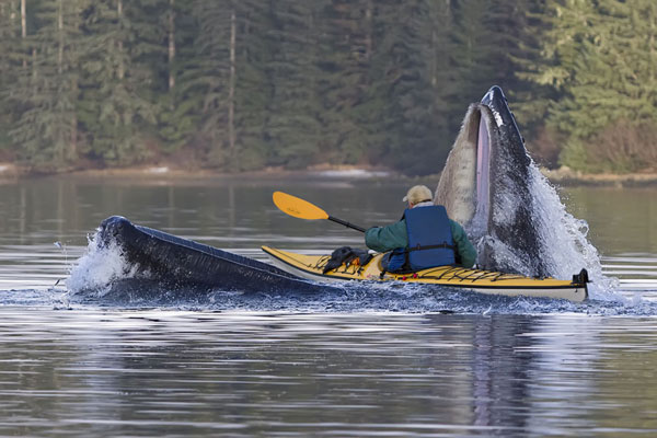 kayak-in-mouth-of-whale
