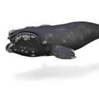 Collecta Right Whale XL