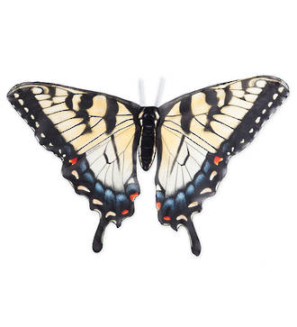Beautiful Butterfly Wings - Swallow tail