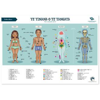 Kuwi & Friends Te Tinana O Te Tangata The Human Body Poster