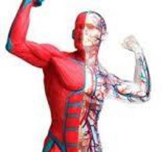 Edu-Toys Muscle & Skeleton Anatomy Model