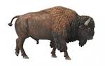 CollectA American Bison 88968
