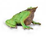 CollectA Darwins Frog 88938