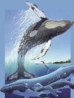 Frame Tray Puzzle Humpback Whale (30pc)