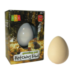 Hatching Kiwi Egg - Small