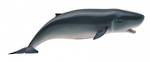 CollectA Pygmy Sperm Whale