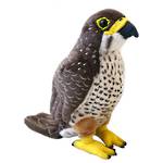 Sound Bird New Zealand Falcon (karearea)