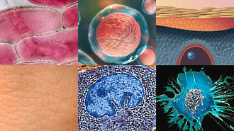 Essentials of skin anatomy & physiology image 0