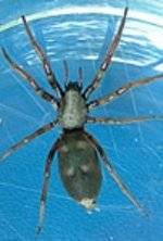 whited_tailed_spider_in_Wellington_1